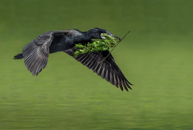 2nd Dave Bowen Cormorant With Nesting Material