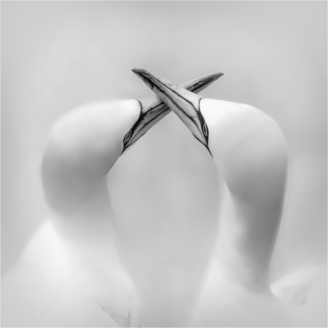 3rd - Advanced Mono