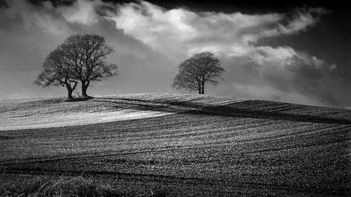 Across the Fields