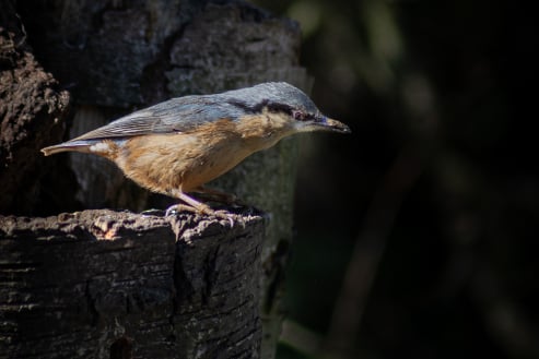 Bird on a Stick