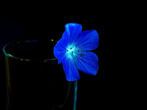 Blue Flower