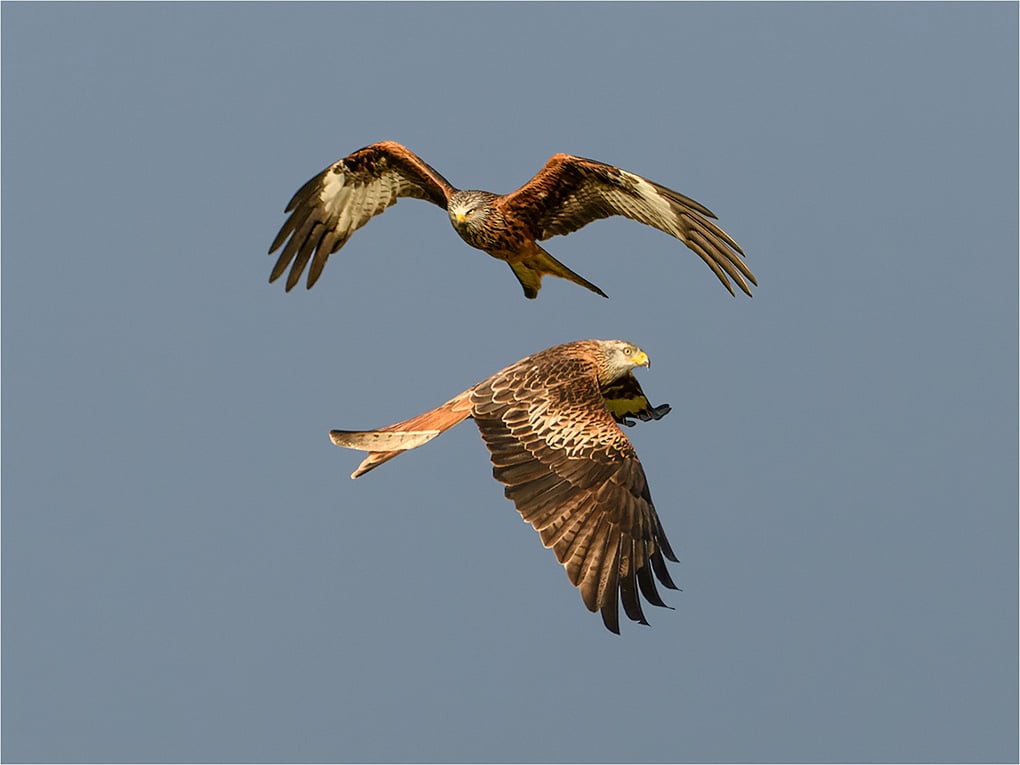 Best Novice Dave Deeming Red Kite