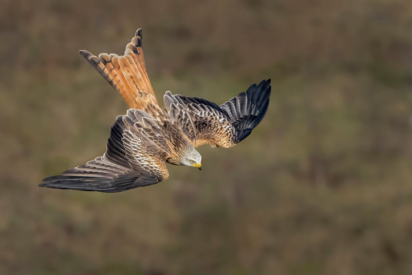 C Dave Bowen Red Kite Stoop