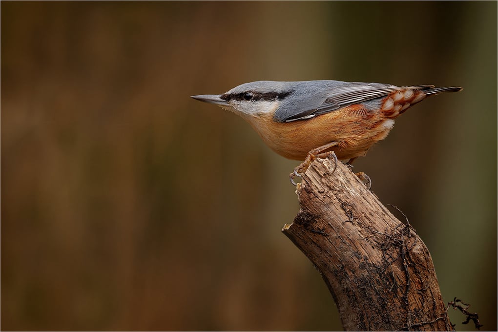 C Mike Woods Nuthatch on High Alert