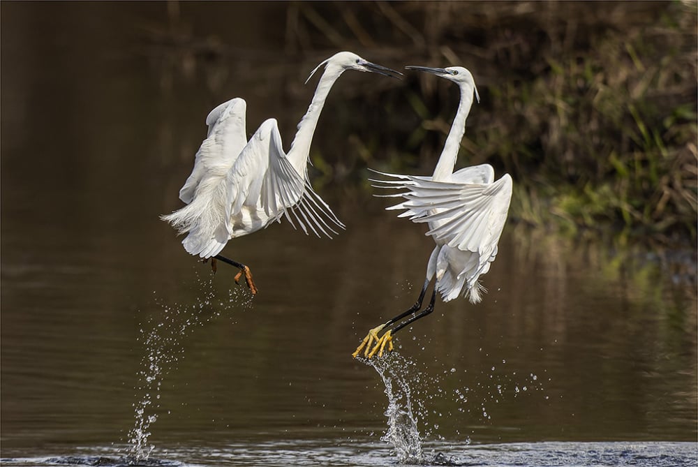 C Paul Stokes Squabbling Egrets