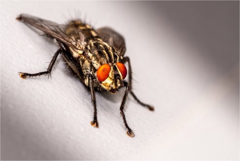 Common House Fly