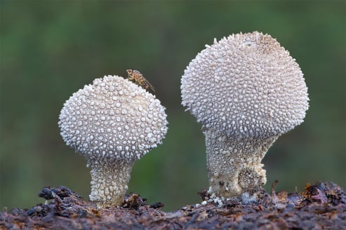 Common Puffballs and Drone Fly