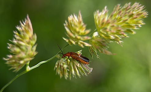 Common Red Soldier Beetle