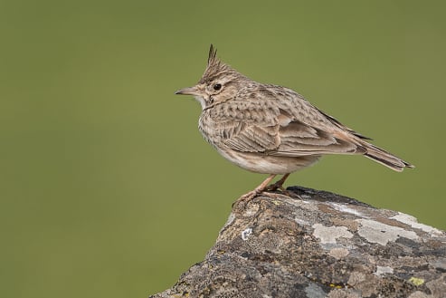 Crested Lark