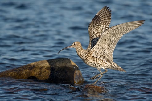 Curlew