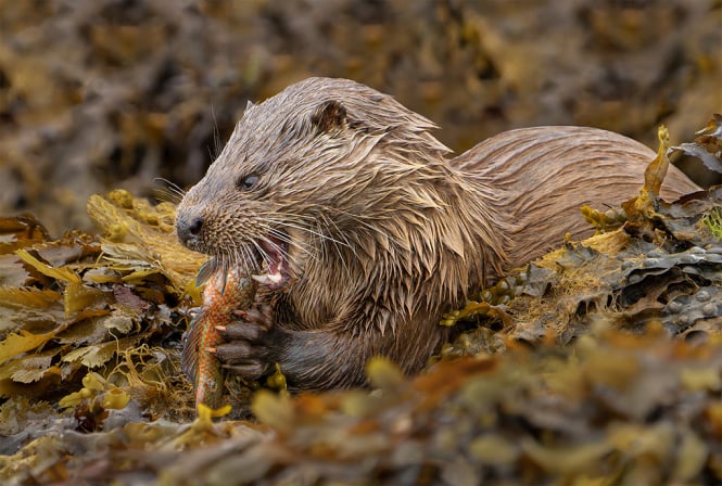 C Dave Bowen - Otter With Fish