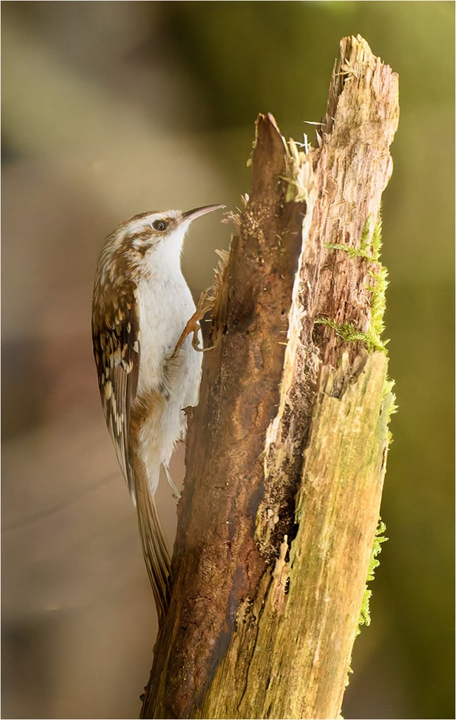 2nd David Deeming - Tree Creeper