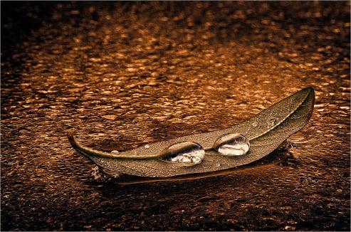 Dew Drops on Autumn Leaf