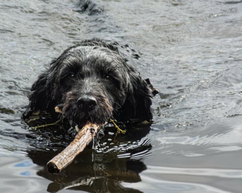 Dog Swimming