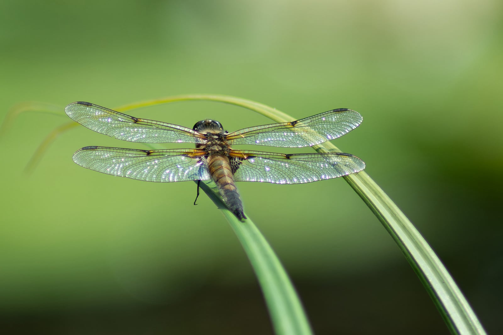Dragonfly