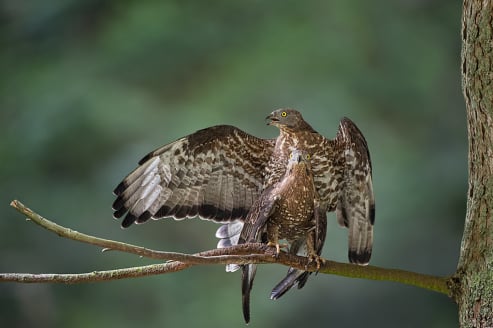 European Honey Buzzards Mating