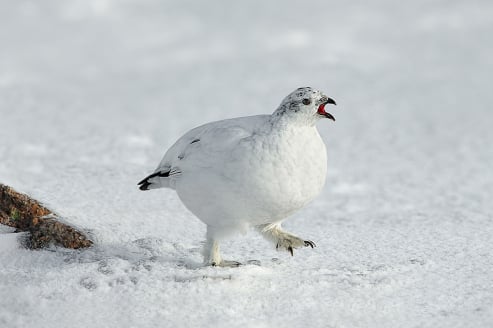 Female Rock Ptarmigan Calling