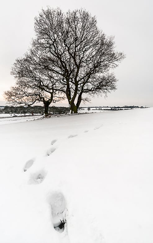 Foot Steps in the Snow