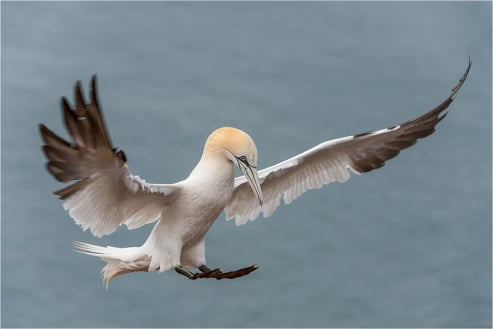 Gannet Landing