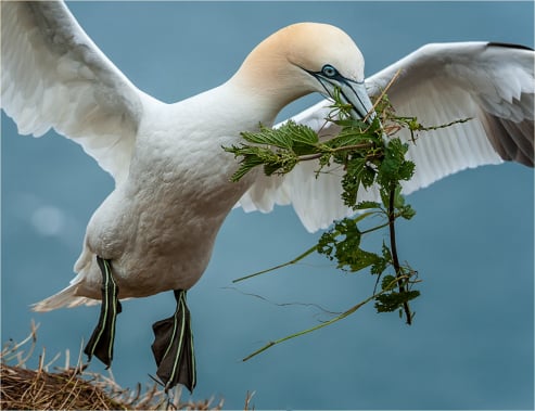 Gannet with Nesting Material