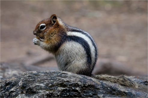 Golden Mantled Ground Squirrel