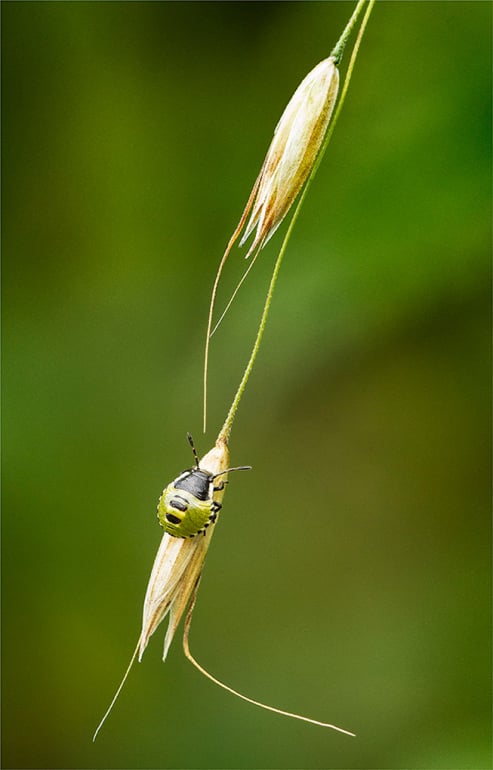 Green Shield Bug Nymph