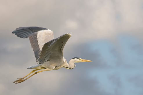 Grey Heron