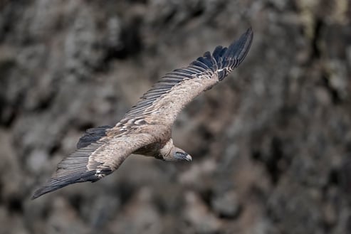 Griffon Vulture in Flight