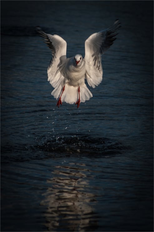 Gull Taking Flight
