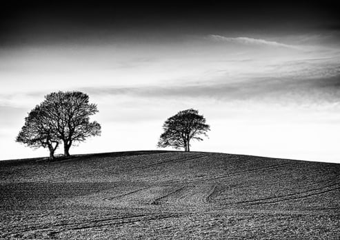 Hill Top Trees