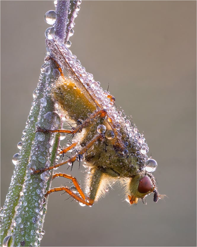 1st Jay Birmingham - Dew-Covered Scathphagia