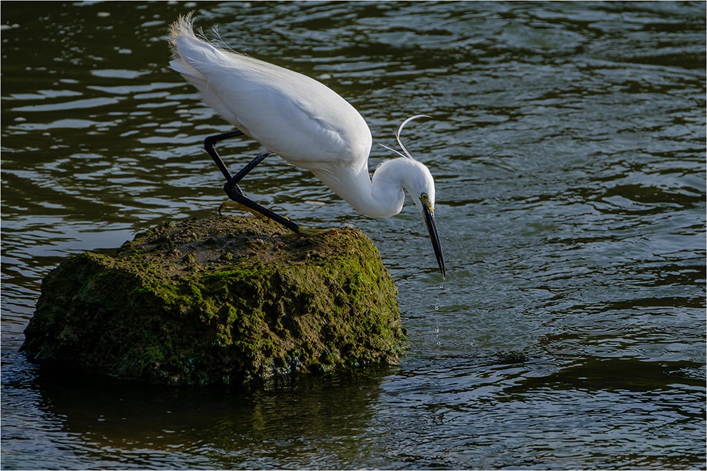 Little Egret Feeding