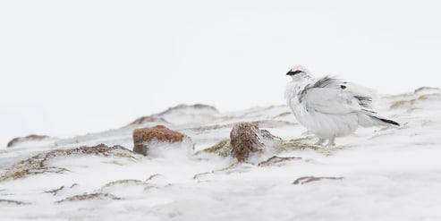 Male Rock Ptarmigan