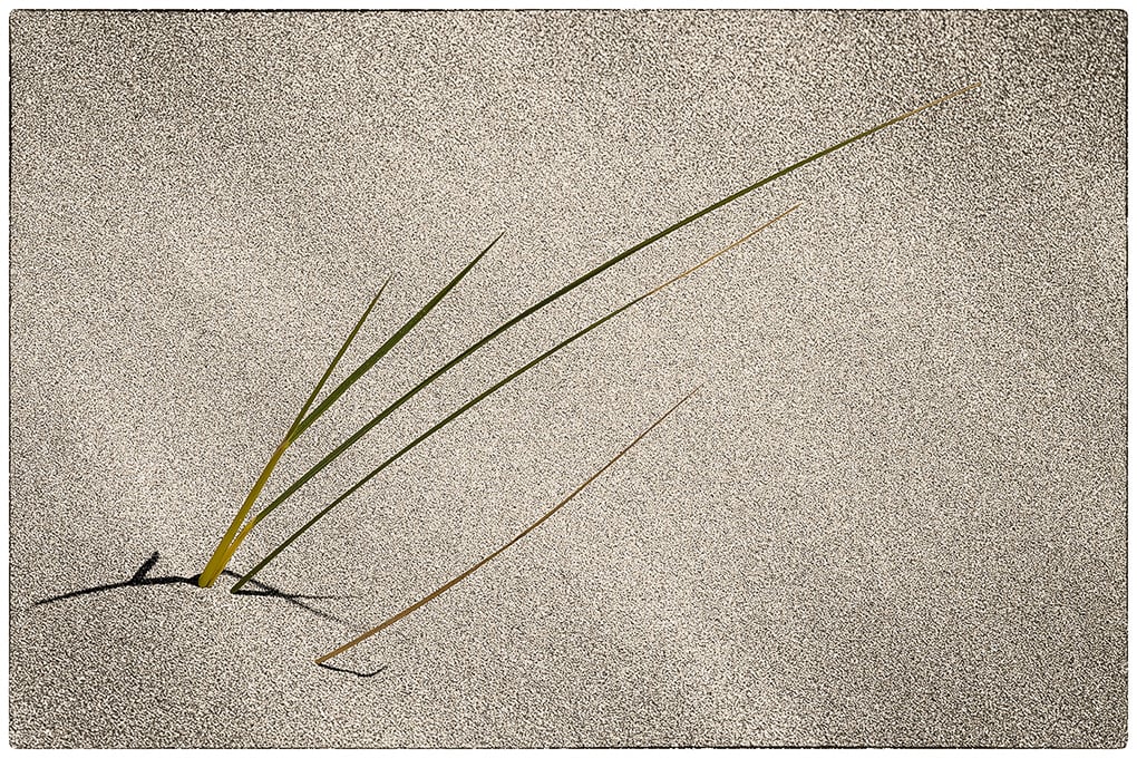Marram Grass