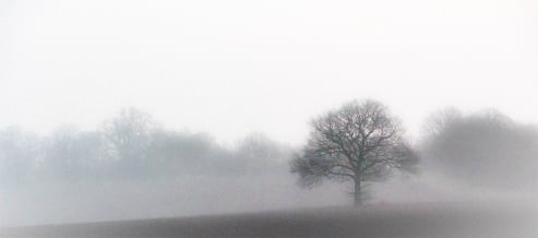 Mist Tree