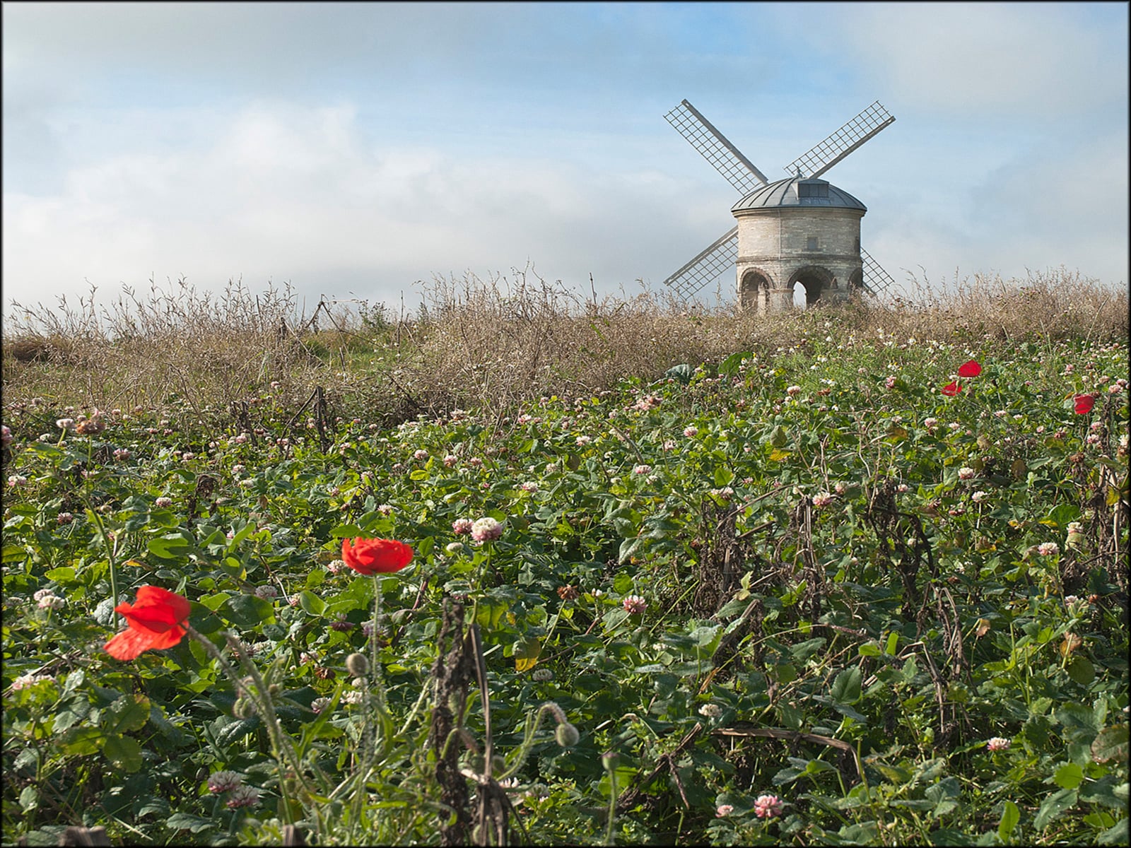 Poppies and Mill