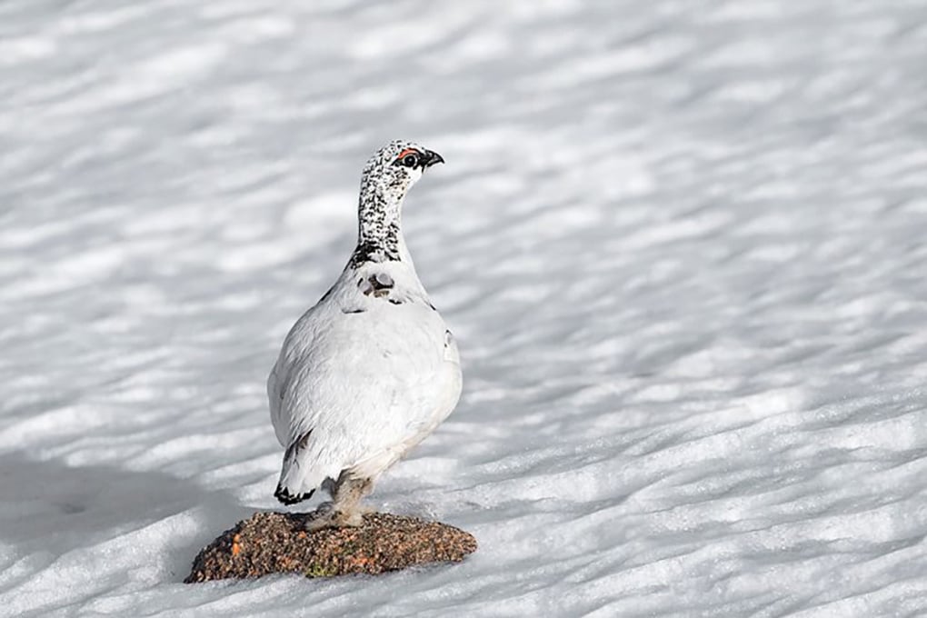 Ptarmigan Scotland