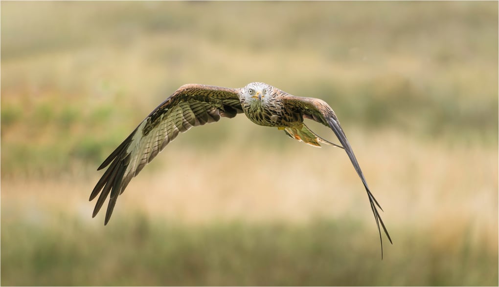 3rd Red Kite on the Wing David Deeming