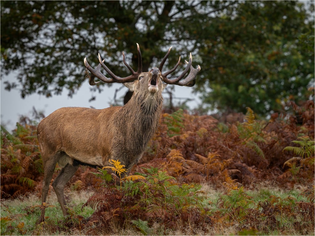 1st Red Stag Bellowing David Deeming