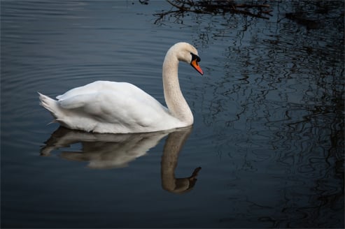 Swan Reflection