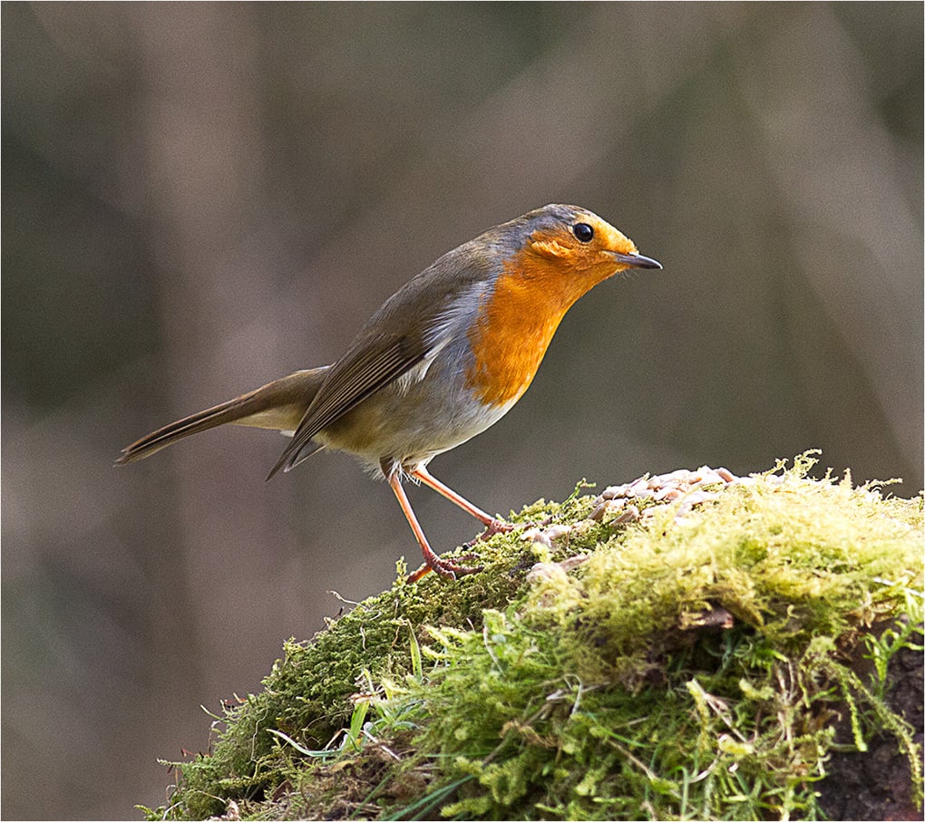 Robin