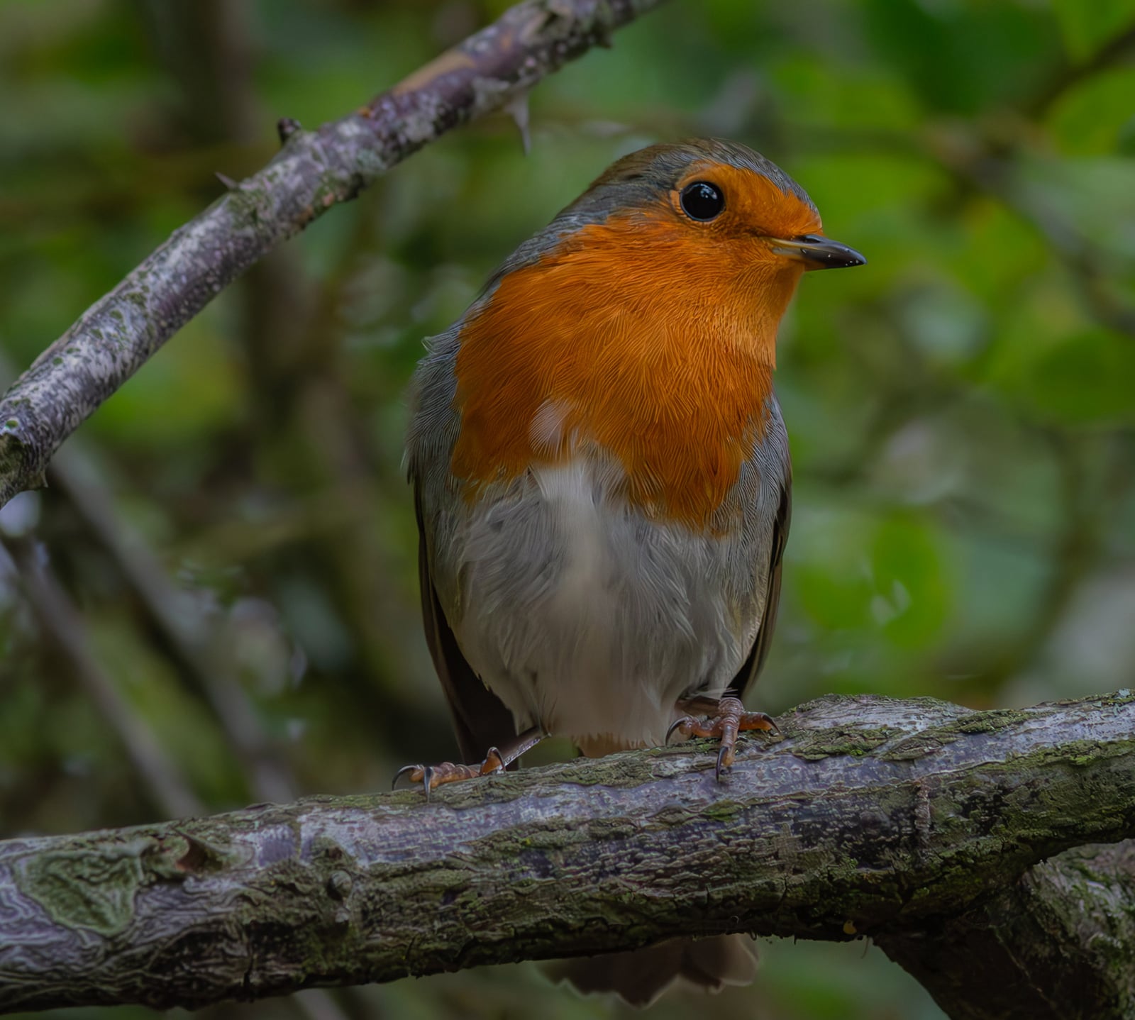Robin