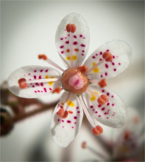 Saxifraga London Pride