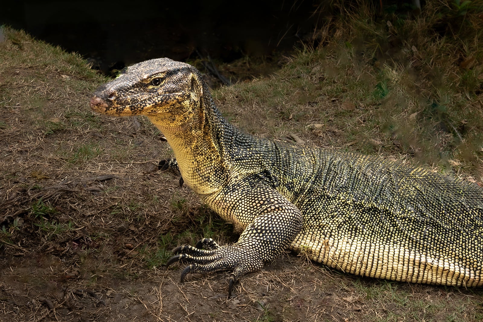 Scaley Lizard
