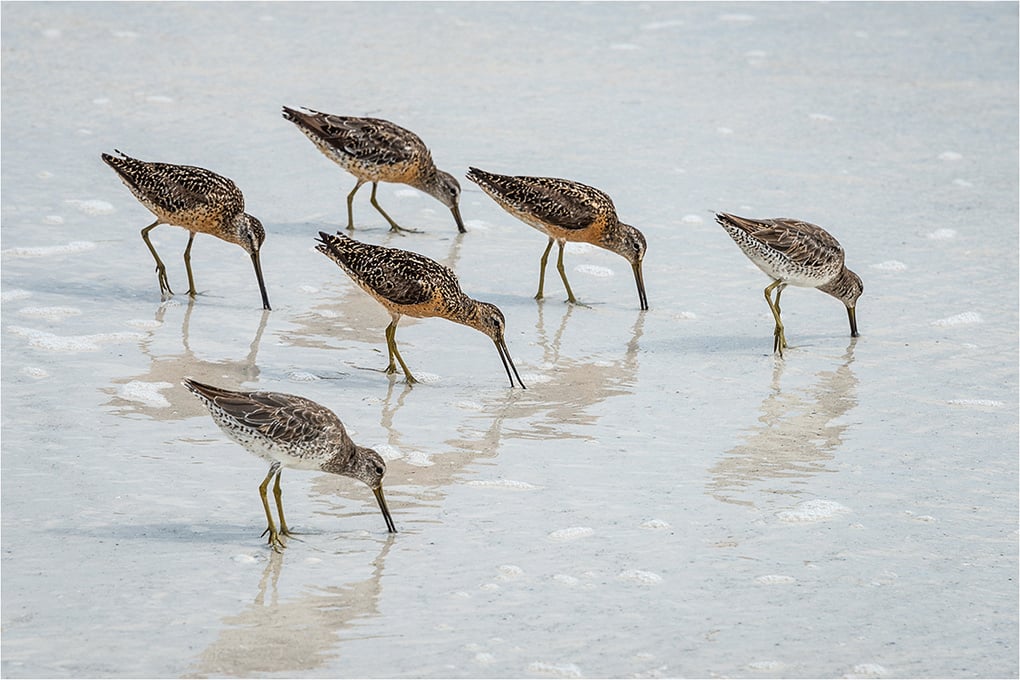 Short Billed Dowitchers Feeding