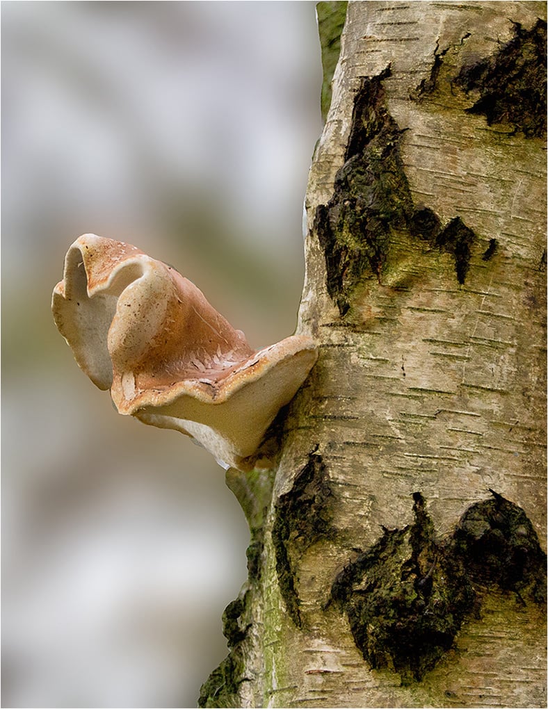 Silver Birch