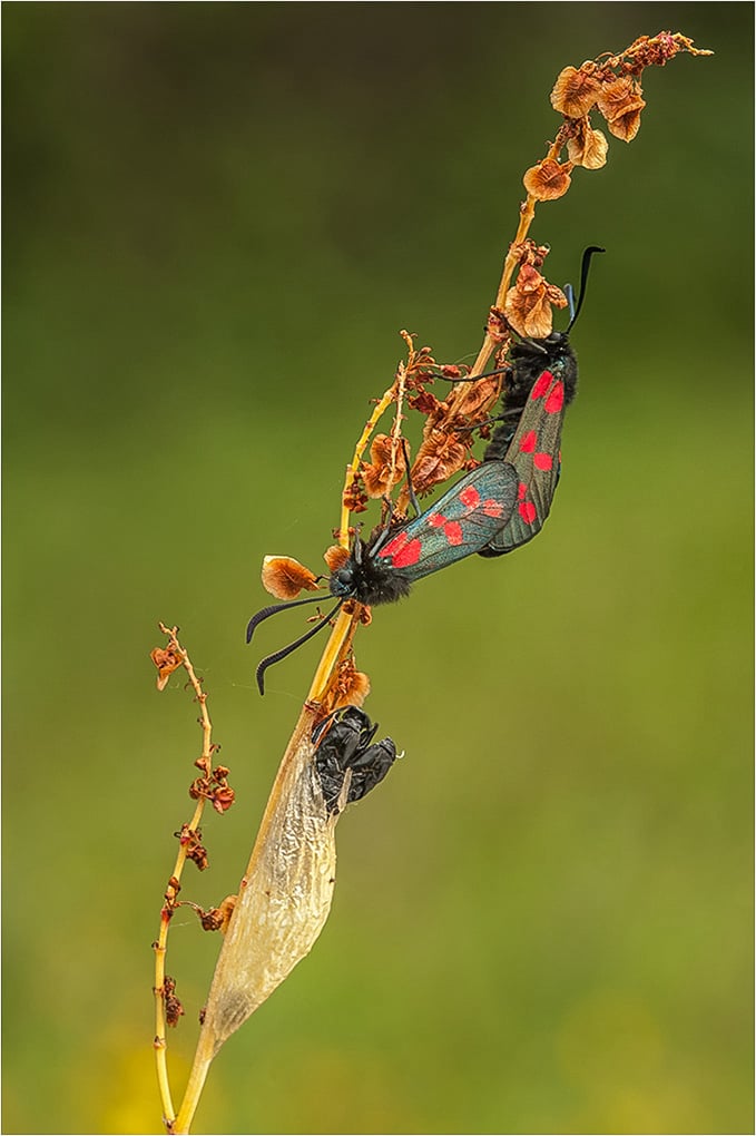 Six Spotted Burnet Moths Paired