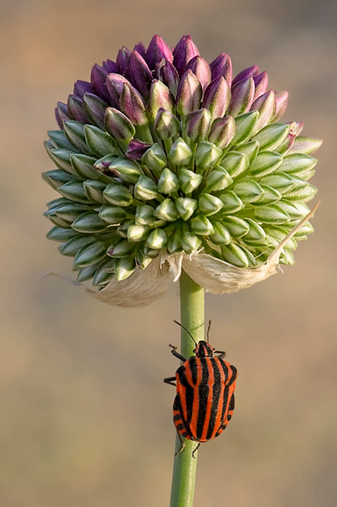 Striped Sheildbug on Wild Elephant Garlic