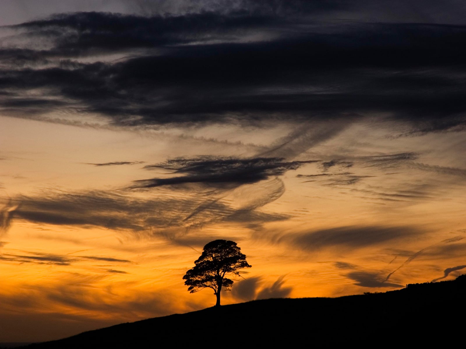 Sunset Tree