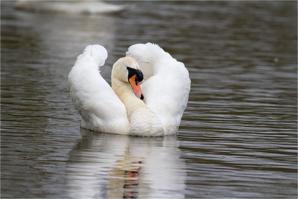 Swan